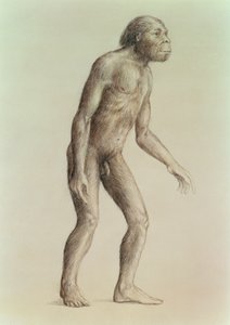 Australopithecus Africanus